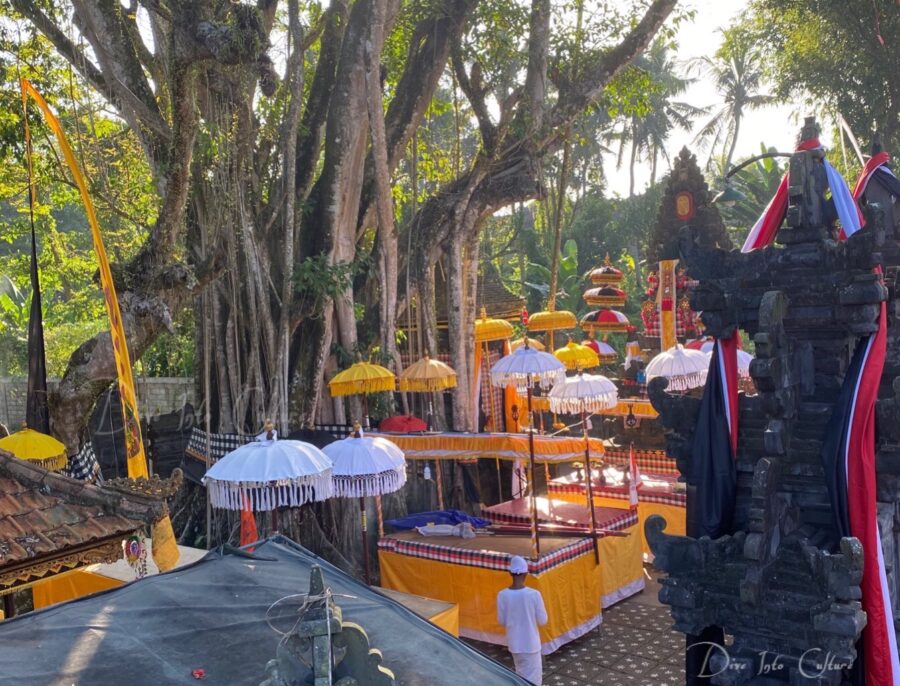 Bali Kultur: es zeigt einen traditionellen Tempel in der historischen Königstadt Kerambitan, mit einem heiligen Baum in der Mitte