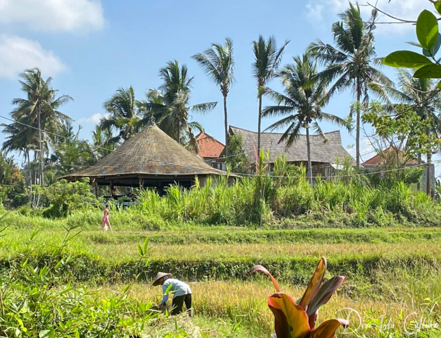 Reisfelder am Ortsrand von Ubud, Reisbäuerin auf dem Feld und eine Yogini auf dem Weg zum Yoga-Institut