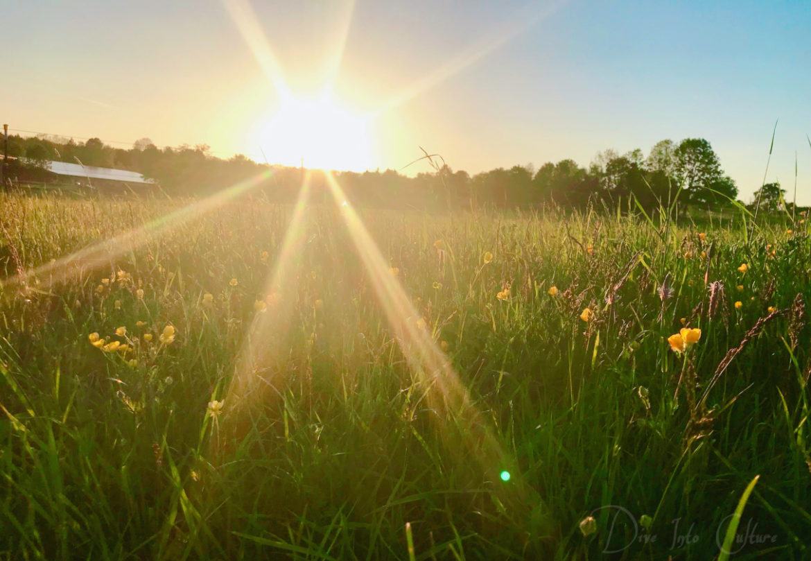 Sonnenuntergang über Blumenwiese als Symbol für Veränderung, Loslassen und Neubeginn
